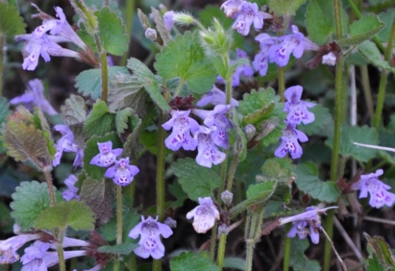 parco del curone, riconoscimento n. 3